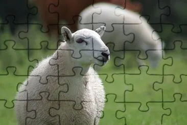 Imagem jigsaw puzzle