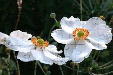 Anemone du Japon