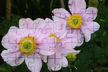 Anemone du Japon
