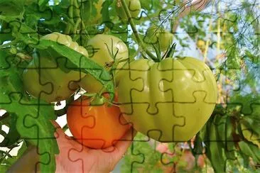 frutos jigsaw puzzle
