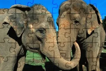 ×—×™×•×ª