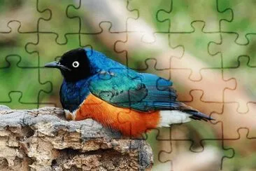 Storno superbo jigsaw puzzle