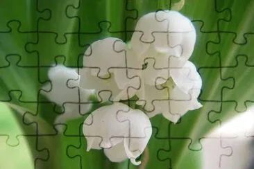 Muguet