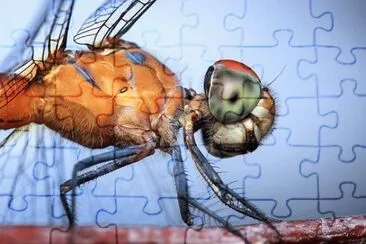 Imagem jigsaw puzzle