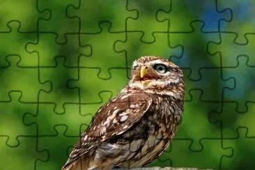 jigsaw puzzle