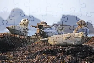 Imagem jigsaw puzzle