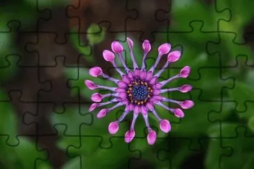 Imagem jigsaw puzzle