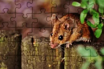 Imagem jigsaw puzzle