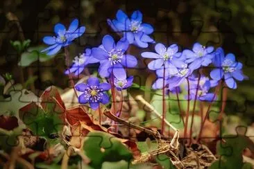 Imagem jigsaw puzzle
