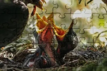  jigsaw puzzle