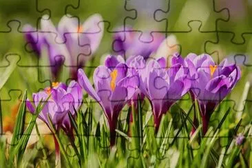 Imagem jigsaw puzzle