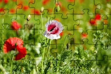 OK jigsaw puzzle