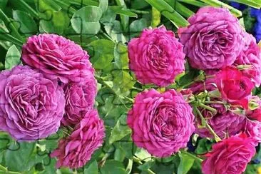 flores