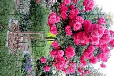פאזל של flores