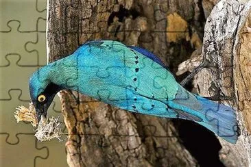 natural jigsaw puzzle