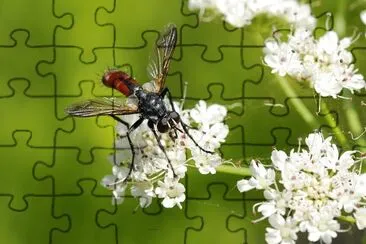  jigsaw puzzle