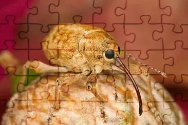 Curculio occidentis jigsaw puzzle