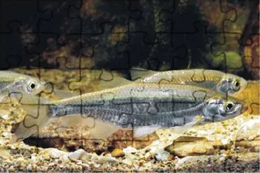 Alburno jigsaw puzzle