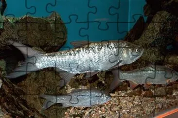 Aspio jigsaw puzzle