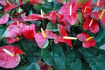 OK jigsaw puzzle