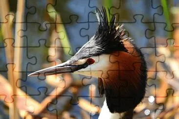 Imagem jigsaw puzzle