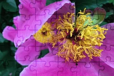 flores jigsaw puzzle