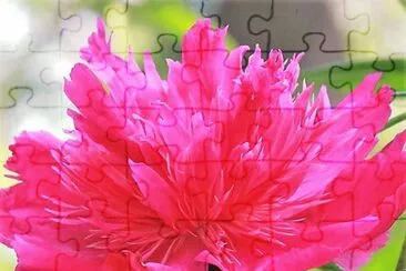 פאזל של flores