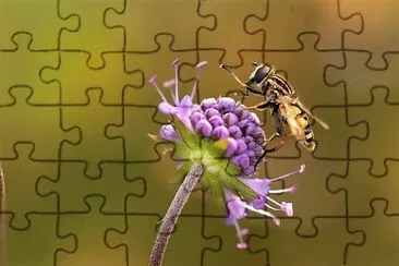  jigsaw puzzle