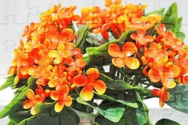 flores