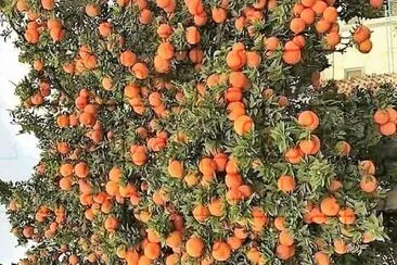 frutas
