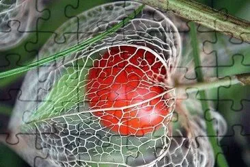 frutas