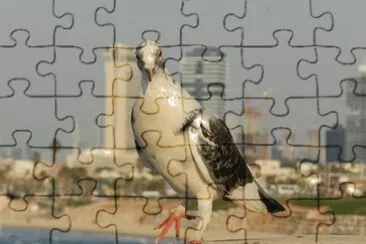 Paloma jigsaw puzzle