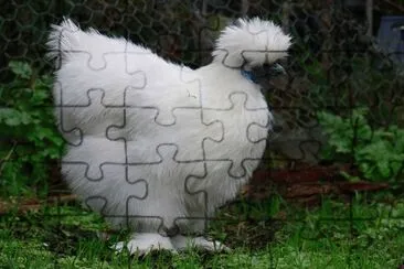 Gallina moroseta