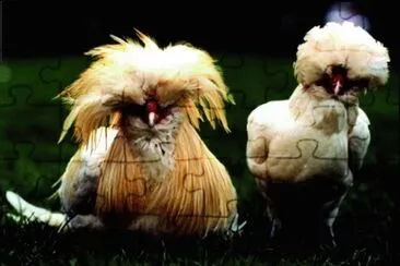 Gallina padovana