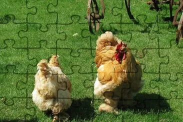 פאזל של Gallina cocincina