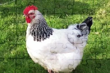 Gallina sussex