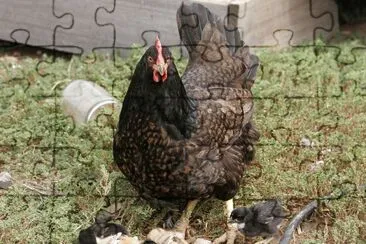 Gallina barnevelder