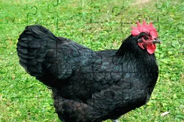 Gallina australorp