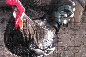 פאזל של Gallina ancona