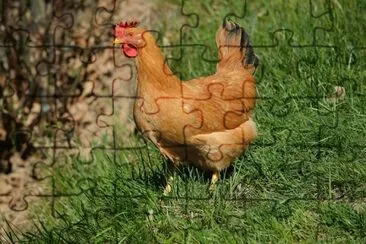 פאזל של Gallina bionda piemontese
