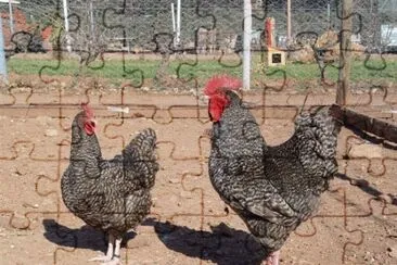 פאזל של Gallina cucula