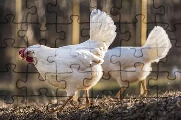 פאזל של Gallina di livorno