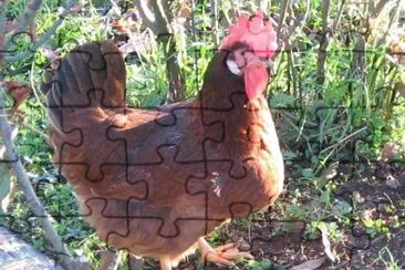 פאזל של Gallina nostrana di morozzo