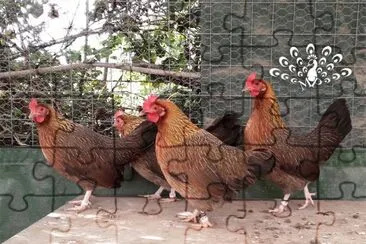 Gallina mugellese