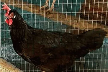 Gallina nera del sannio