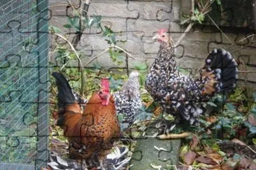 Gallina nana calzata jigsaw puzzle
