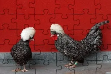 Gallina olandese con ciuffo nana jigsaw puzzle