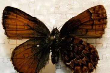 Callophrys eryphon jigsaw puzzle