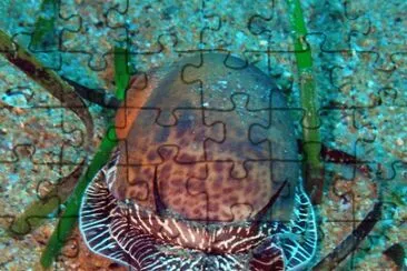Naticarius hebraeus jigsaw puzzle
