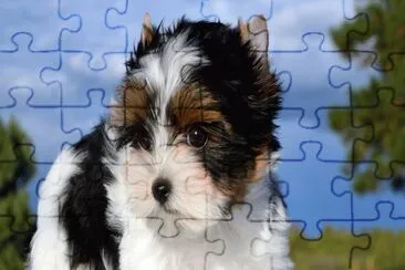 Biewer terrier jigsaw puzzle